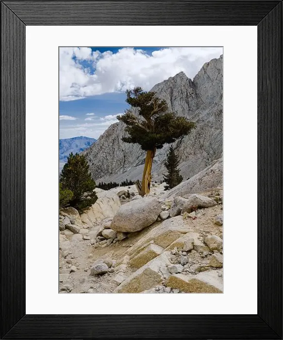 Framed Print : Pine trees along the hiking trail on Mt. Whitney Framed Print : Pine trees along the hiking trail on Mt. Whitney