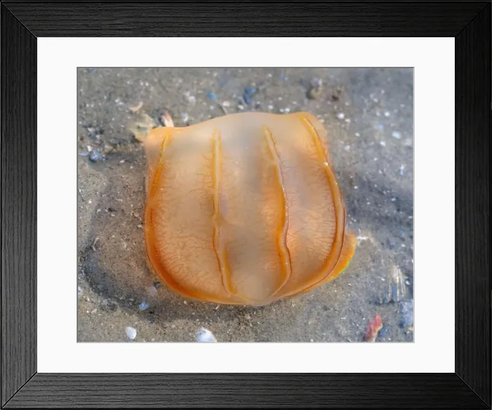 Framed Print : The comb jelly (Beroe cucumis) found in shallow water of Galveston Bay, Texas, USA Framed Print : The comb jelly (Beroe cucumis) found in shallow water of Galveston Bay, Texas, USA