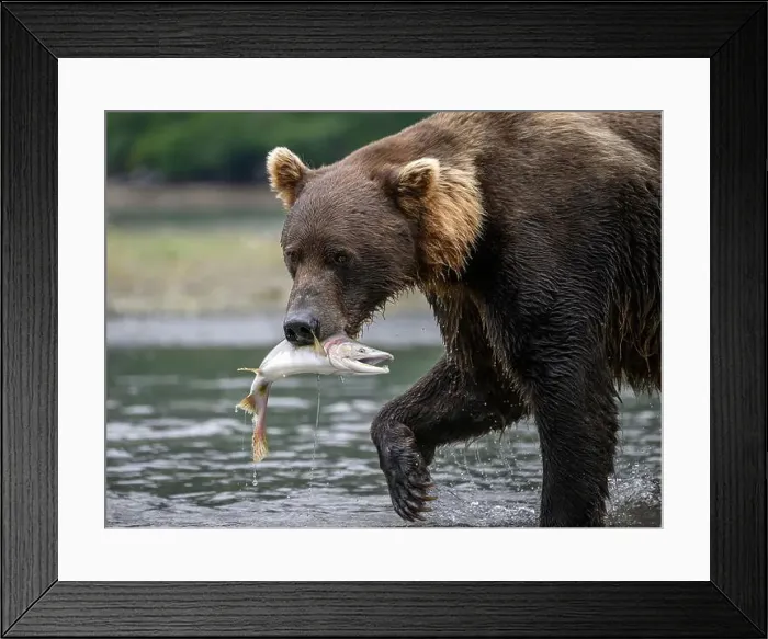 Framed Print : Alaskan Brown Bear with salmon; Katmai National Park and Preserve, Alaska Framed Print : Alaskan Brown Bear with salmon; Katmai National Park and Preserve, Alaska