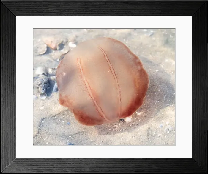 Framed Print : The comb jelly (Beroe cucumis) found in shallow water of Galveston Bay, Texas, USA Framed Print : The comb jelly (Beroe cucumis) found in shallow water of Galveston Bay, Texas, USA