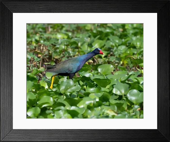 Framed Print : Purple gallinule (Porphyrio martinicus) walking on water weed leaves in a forest swamp Framed Print : Purple gallinule (Porphyrio martinicus) walking on water weed leaves in a forest swamp