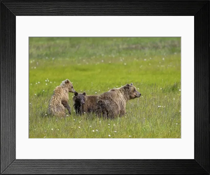 Framed Print : A group of three grizzly bears (Ursus arctos horribilis) lying in the grass of a wide field Framed Print : A group of three grizzly bears (Ursus arctos horribilis) lying in the grass of a wide field