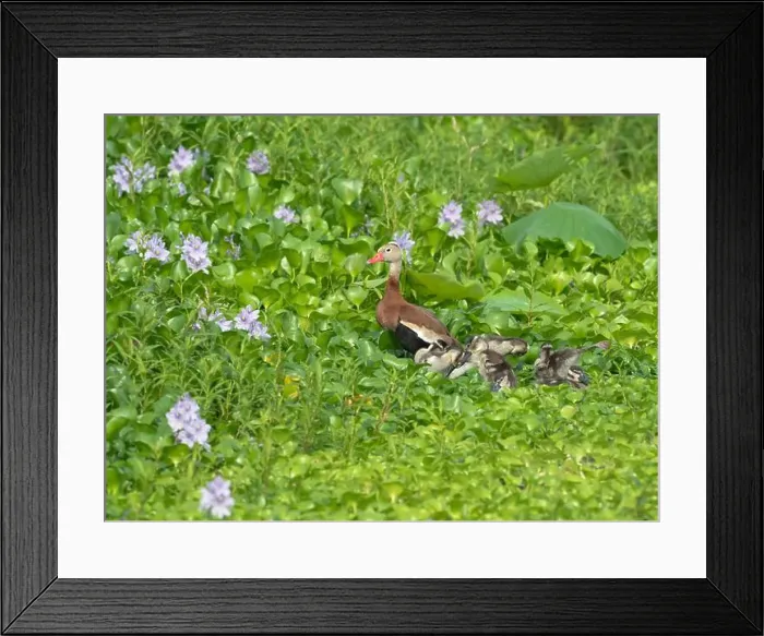 Framed Print : Black-bellied whistling duck (Dendrocygna autumnalis) with ducklings at Cullinan Park, Sugar Land Framed Print : Black-bellied whistling duck (Dendrocygna autumnalis) with ducklings at Cullinan Park, Sugar Land
