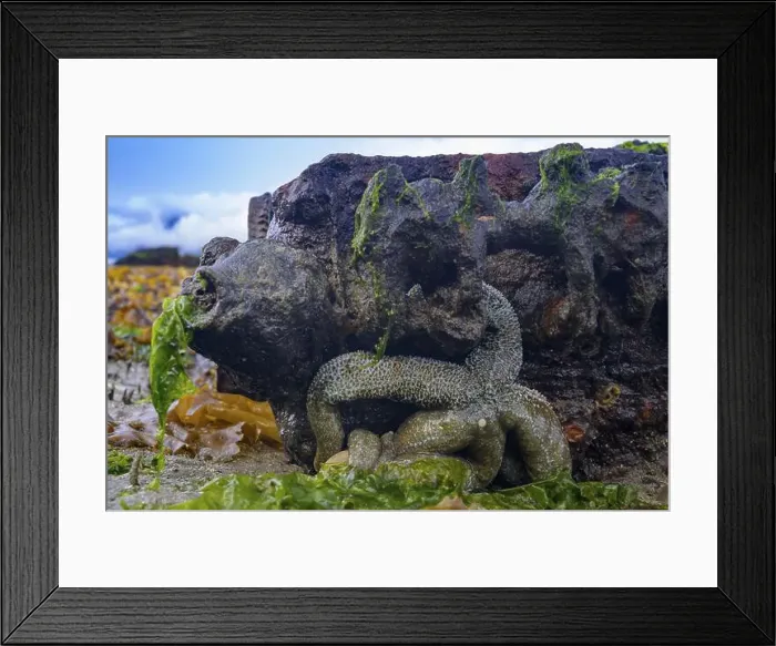 Framed Print : A large starfish (Echinodermata spec) Framed Print : A large starfish (Echinodermata spec)
