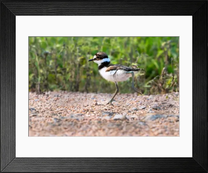 Framed Print : Young killdeer (Chardarius vociferus) on the run, Texas, USA. Resoft Park Framed Print : Young killdeer (Chardarius vociferus) on the run, Texas, USA. Resoft Park
