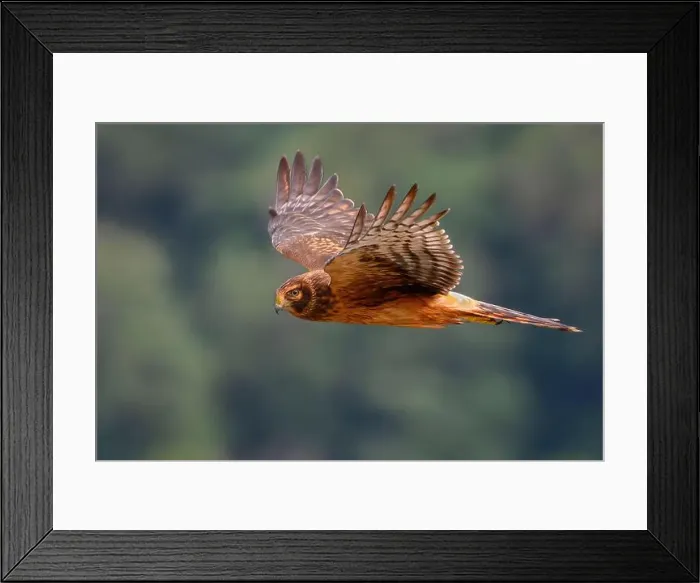 Framed Print : A Northern Harrier Hawk flying over the marshlands at Billy Frank Jr Framed Print : A Northern Harrier Hawk flying over the marshlands at Billy Frank Jr