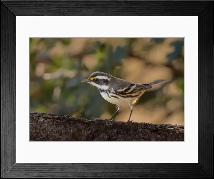 Framed Print : A Black-throated Gray Warbler (Setophaga nigrescens) pauses in an oak woodland during fall migration Framed Print : A Black-throated Gray Warbler (Setophaga nigrescens) pauses in an oak woodland during fall migration