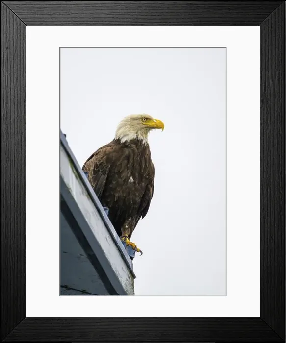 Framed Print : A perched bald eagle, Haliaeetus leucocephalus Framed Print : A perched bald eagle, Haliaeetus leucocephalus