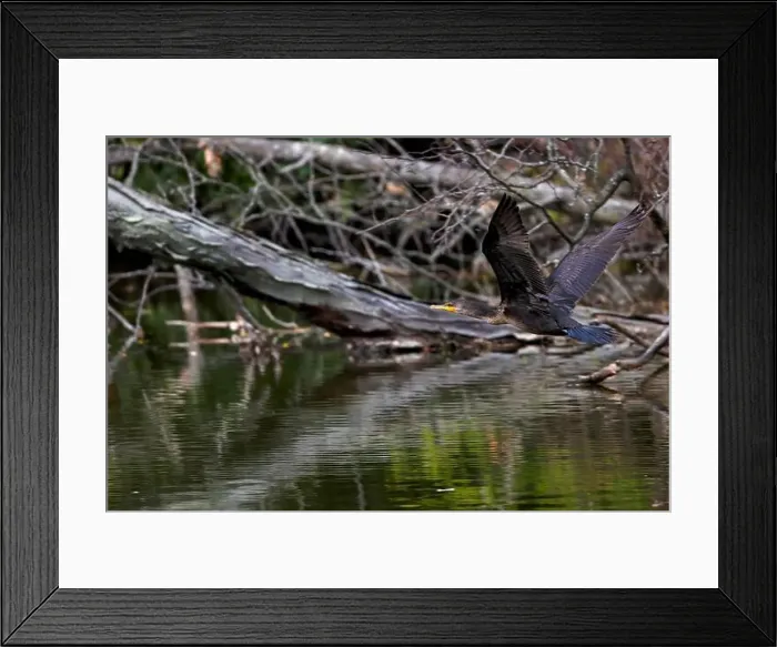 Framed Print : The Double-crested Cormorant (Phalacrocorax auritus ) in flight. Natural scene from Ohio Framed Print : The Double-crested Cormorant (Phalacrocorax auritus ) in flight. Natural scene from Ohio