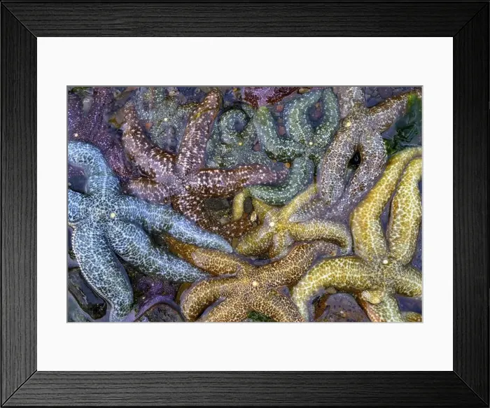 Framed Print : Close-up of colourful starfish (Echinodermata spec) Framed Print : Close-up of colourful starfish (Echinodermata spec)