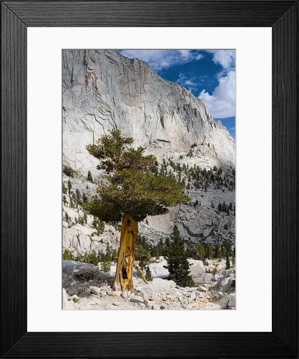 Framed Print : Pine trees along the hiking trail on Mt. Whitney Framed Print : Pine trees along the hiking trail on Mt. Whitney