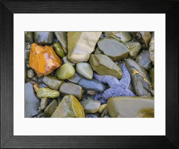 Framed Print : Starfish (Echinodermata spec.) between coloured stones in a water body in a natural environment Framed Print : Starfish (Echinodermata spec.) between coloured stones in a water body in a natural environment