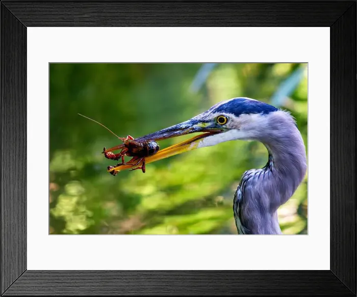 Framed Print : Great blue heron feeds on fish and amphibians. Spotted in Golden Gate Park, San Francisco, USA Framed Print : Great blue heron feeds on fish and amphibians. Spotted in Golden Gate Park, San Francisco, USA