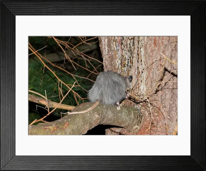 Framed Print : The Virginia opossum (Didelphis virginiana) - North American opossum, climbing on the tree. Wild night scene from Ohio Framed Print : The Virginia opossum (Didelphis virginiana) - North American opossum, climbing on the tree. Wild night scene from Ohio