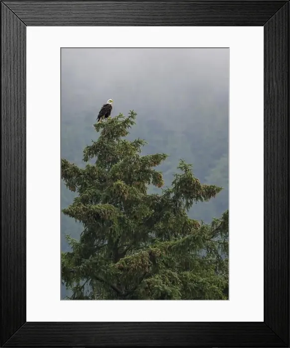 Framed Print : A bald eagle, Haliaeetus leucocephalus, perched on the top of a tall tree in a foggy forest, Alaska, USA, North America Framed Print : A bald eagle, Haliaeetus leucocephalus, perched on the top of a tall tree in a foggy forest, Alaska, USA, North America