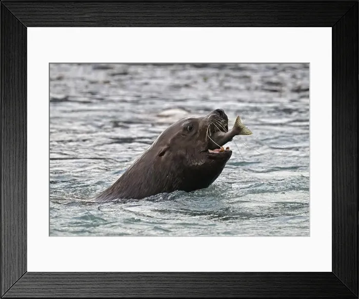 Framed Print : Steller sea lion (Eumetopias jubatus) swimming in the water and eating a humpback salmon, Prince William Sound Framed Print : Steller sea lion (Eumetopias jubatus) swimming in the water and eating a humpback salmon, Prince William Sound