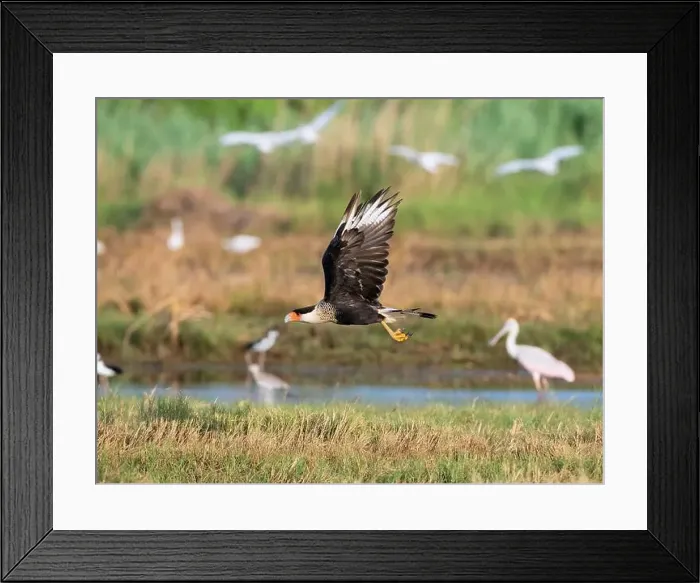 Framed Print : Northern crested caracara (Caracara cheriway) flying over tidal marsh Galveston, Texas, USA Framed Print : Northern crested caracara (Caracara cheriway) flying over tidal marsh Galveston, Texas, USA