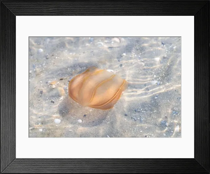 Framed Print : The comb jelly (Beroe cucumis) found in shallow water of Galveston Bay, Texas, USA Framed Print : The comb jelly (Beroe cucumis) found in shallow water of Galveston Bay, Texas, USA