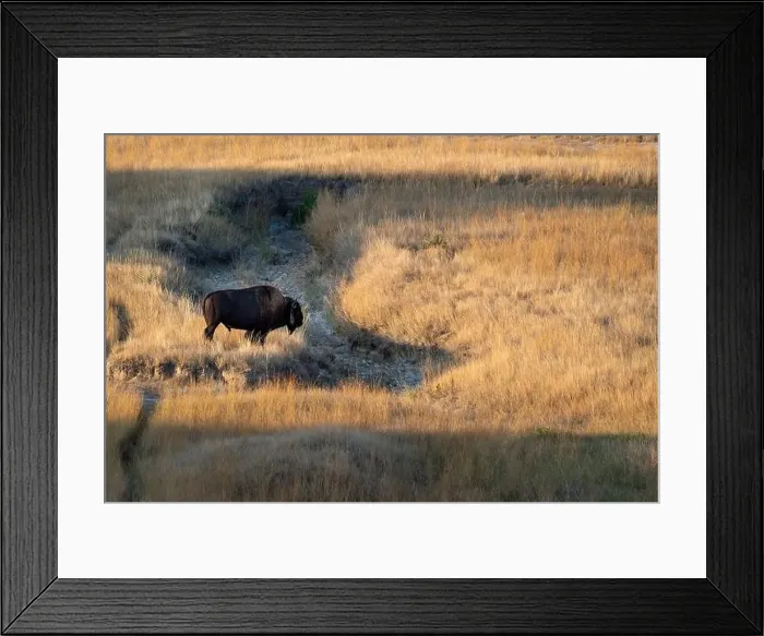 Framed Print : A buffalo is standing in a field of tall grass Framed Print : A buffalo is standing in a field of tall grass