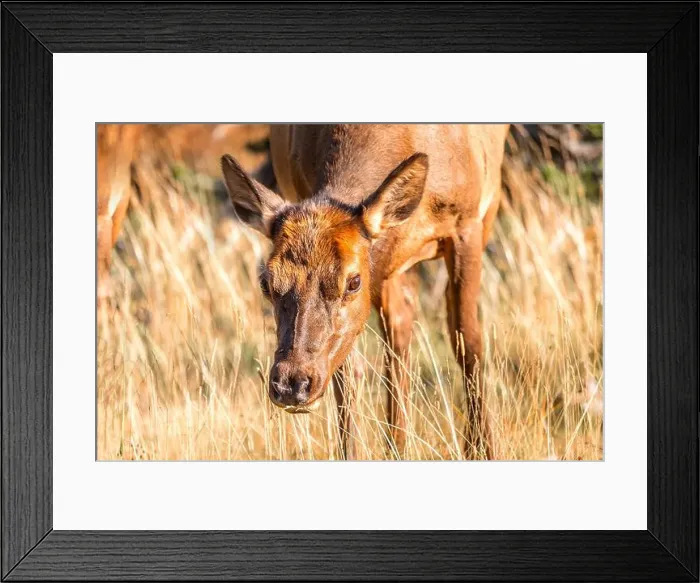 Framed Print : Portrait of a mule deer in the Yellowstone National Park, Wyoming USA Framed Print : Portrait of a mule deer in the Yellowstone National Park, Wyoming USA