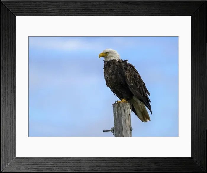 Framed Print : A bald eagle, Haliaeetus leucocephalus, perched on a post against a blue sky, Homer, Alaska, USA, North America Framed Print : A bald eagle, Haliaeetus leucocephalus, perched on a post against a blue sky, Homer, Alaska, USA, North America