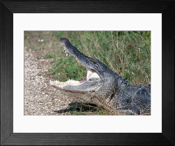 Framed Print : American alligator with wide open mouthl, close up. Brazos Bend State Park, Texas, USA Framed Print : American alligator with wide open mouthl, close up. Brazos Bend State Park, Texas, USA