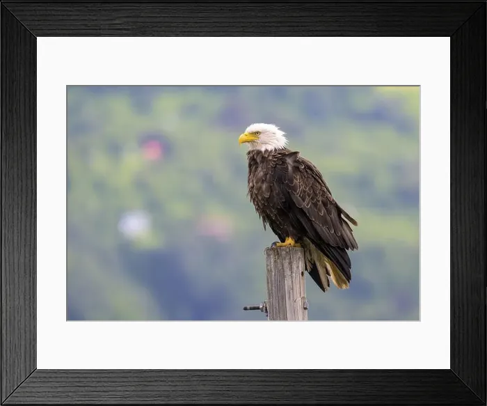 Framed Print : A bald eagle, Haliaeetus leucocephalus Framed Print : A bald eagle, Haliaeetus leucocephalus