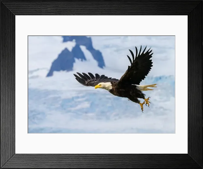 Framed Print : Bald eagle taking flight at Hallo Bay in Katmai National Park and Preserve, Alaska Framed Print : Bald eagle taking flight at Hallo Bay in Katmai National Park and Preserve, Alaska