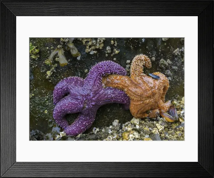 Framed Print : Two starfish (Echinodermata spec) Framed Print : Two starfish (Echinodermata spec)