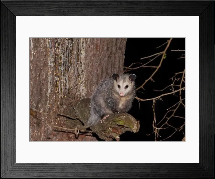 Framed Print : The Virginia opossum (Didelphis virginiana) - North American opossum, climbing on the tree. Wild night scene from Ohio Framed Print : The Virginia opossum (Didelphis virginiana) - North American opossum, climbing on the tree. Wild night scene from Ohio