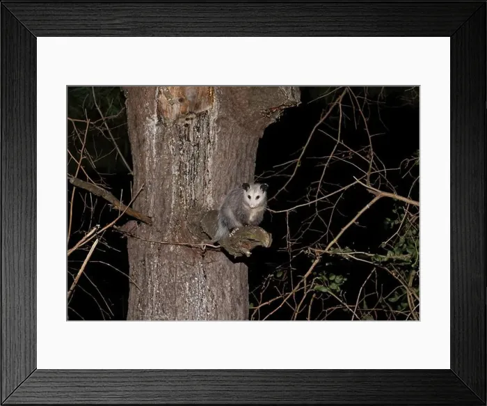 Framed Print : The Virginia opossum (Didelphis virginiana) - North American opossum, climbing on the tree. Wild night scene from Ohio Framed Print : The Virginia opossum (Didelphis virginiana) - North American opossum, climbing on the tree. Wild night scene from Ohio