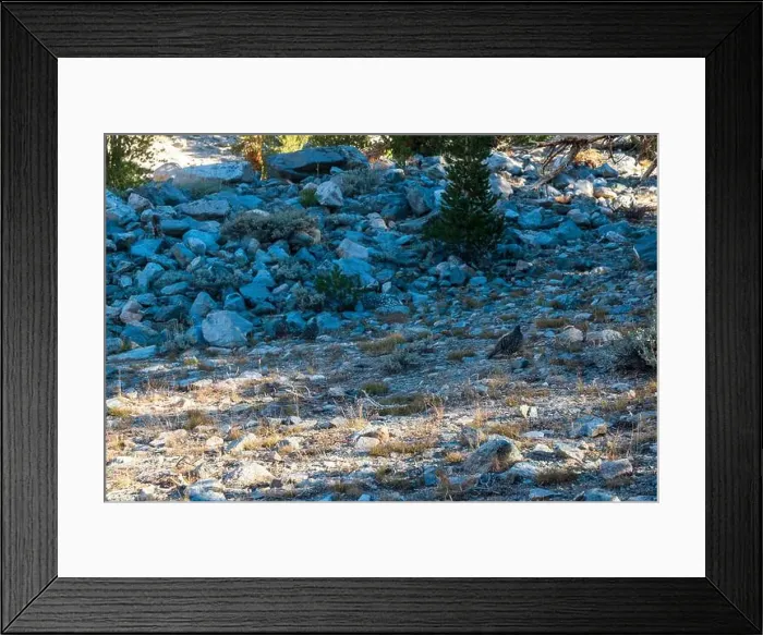 Framed Print : The trail to Kearsarge Pass is a difficult one