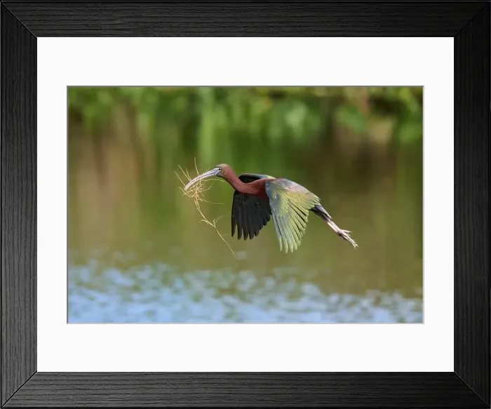 Framed Print : Glossy ibis, (Plegadis falcinellus) Framed Print : Glossy ibis, (Plegadis falcinellus)