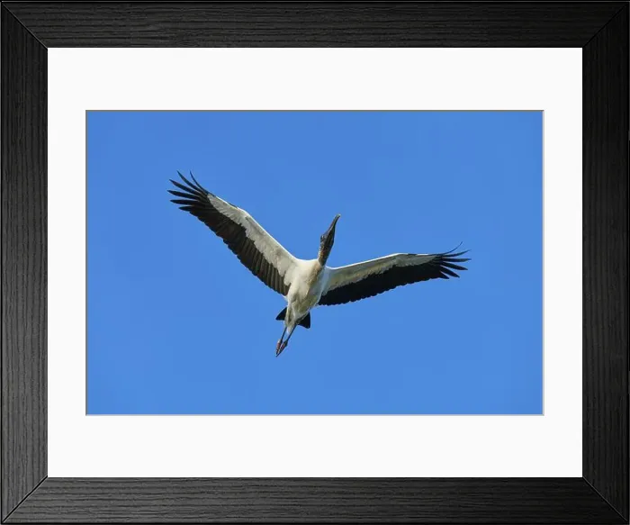 Framed Print : Wood Stork (Mycteria americana) Framed Print : Wood Stork (Mycteria americana)