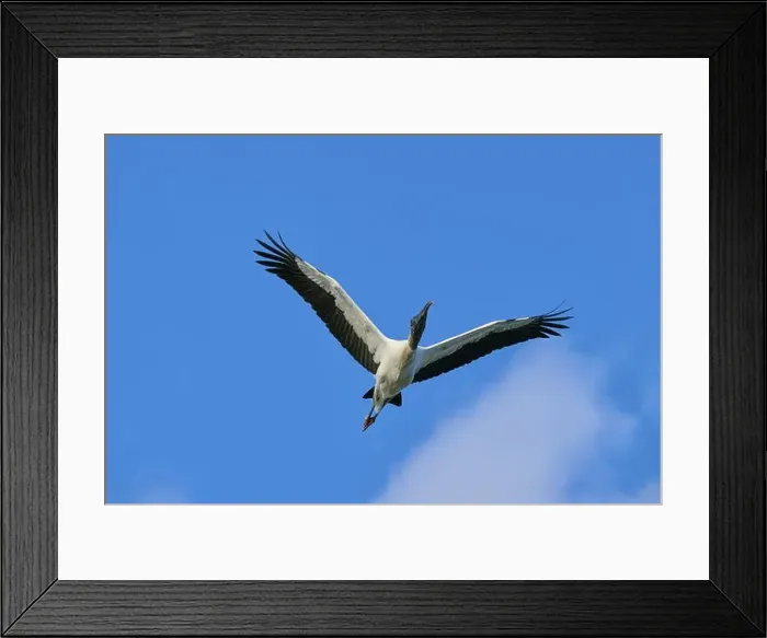Framed Print : Wood Stork (Mycteria americana) Framed Print : Wood Stork (Mycteria americana)