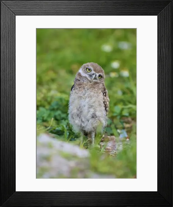 Framed Print : Burrowing Owl (Speotyto cunicularia) Framed Print : Burrowing Owl (Speotyto cunicularia)