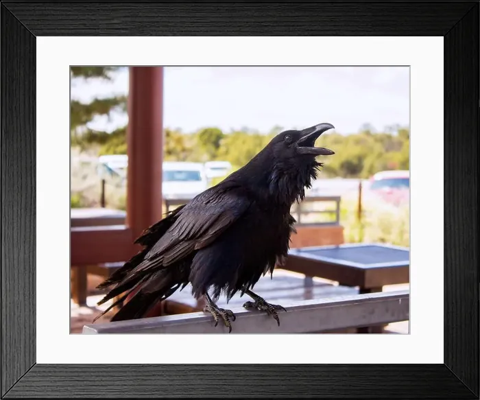 Framed Print : Krähe Crow Grand Canyon Framed Print : Krähe Crow Grand Canyon