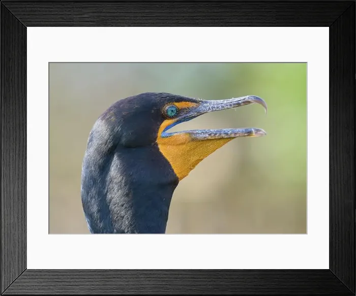 Framed Print : Double-crested cormorant (Phalacrocorax auritus) Framed Print : Double-crested cormorant (Phalacrocorax auritus)