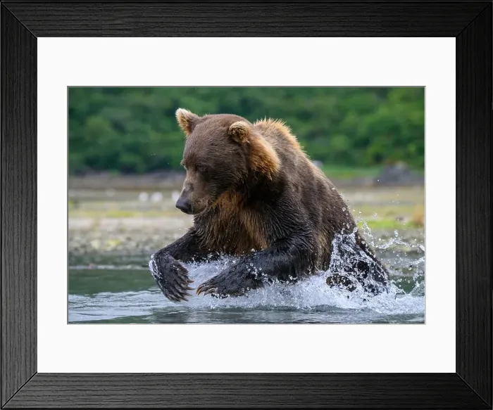 Framed Print : Alaskan Brown Bear fishing for salmon ; Georgraphic Harbor, Katmai National Park and Preserve, Alaska Framed Print : Alaskan Brown Bear fishing for salmon ; Georgraphic Harbor, Katmai National Park and Preserve, Alaska