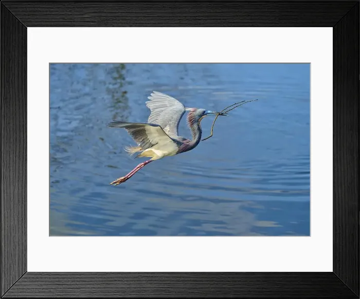 Framed Print : Tricolored Heron (Egretta tricolor) Framed Print : Tricolored Heron (Egretta tricolor)