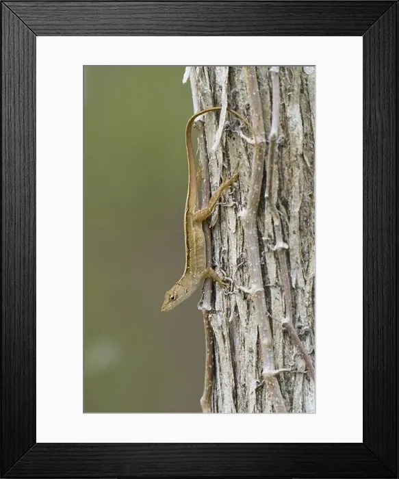 Framed Print : Florida scrub lizard, Florida scrub lizard (Sceloporus woodi) Framed Print : Florida scrub lizard, Florida scrub lizard (Sceloporus woodi)