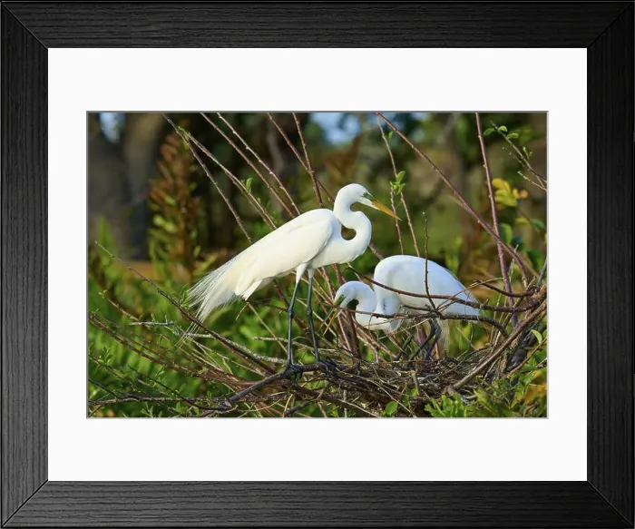 Framed Print : Two Great Egret (Ardea alba), on Nest in springtime, Wakodahatchee Wetlands, Delray Beach, Florida, USA, North America Framed Print : Two Great Egret (Ardea alba), on Nest in springtime, Wakodahatchee Wetlands, Delray Beach, Florida, USA, North America