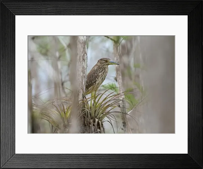 Framed Print : Night heron (Nycticorax nycticorax) Framed Print : Night heron (Nycticorax nycticorax)