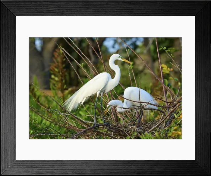 Framed Print : Two Great Egret (Ardea alba), on Nest in springtime, Wakodahatchee Wetlands, Delray Beach, Florida, USA, North America Framed Print : Two Great Egret (Ardea alba), on Nest in springtime, Wakodahatchee Wetlands, Delray Beach, Florida, USA, North America
