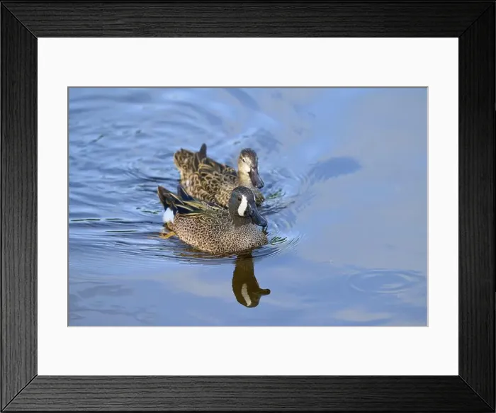 Framed Print : Two blue winged duck (Spatula discors) Framed Print : Two blue winged duck (Spatula discors)