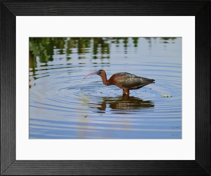 Framed Print : Glossy ibis, (Plegadis falcinellus), in water, spring, Wakodahatchee Wetlands, Delray Beach, Florida, USA, North America