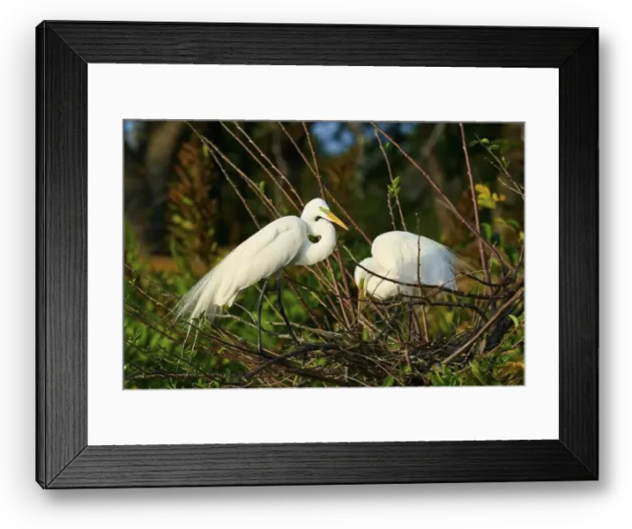Framed Print : Two Great Egret (Ardea alba), on Nest in springtime, Wakodahatchee Wetlands, Delray Beach, Florida, USA, North America Framed Print : Two Great Egret (Ardea alba), on Nest in springtime, Wakodahatchee Wetlands, Delray Beach, Florida, USA, North America
