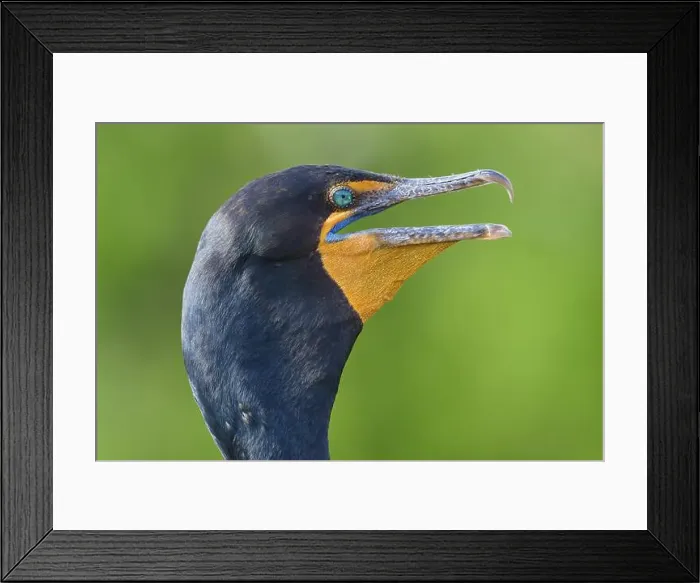 Framed Print : Double-crested cormorant (Phalacrocorax auritus) Framed Print : Double-crested cormorant (Phalacrocorax auritus)