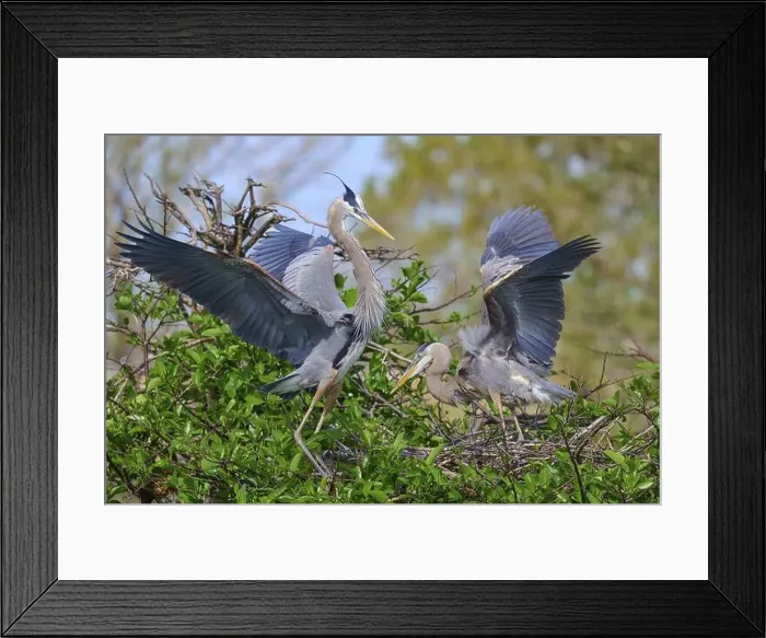 Framed Print : Two Great blue heron (Ardea herodias) Framed Print : Two Great blue heron (Ardea herodias)