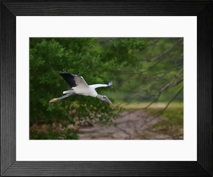 Framed Print : Wood Stork (Mycteria americana)